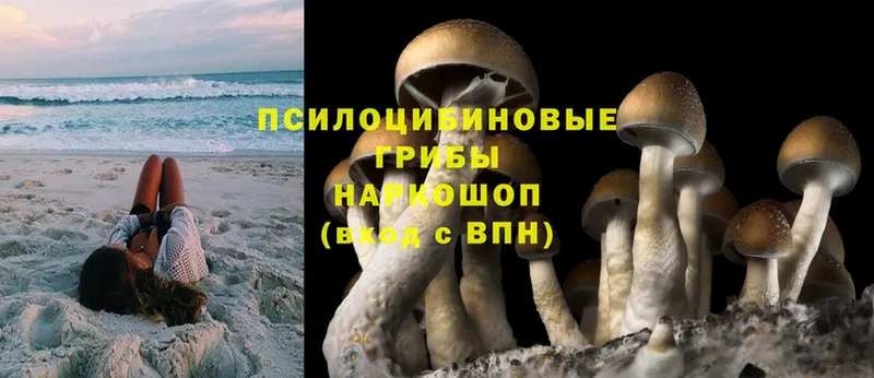 Псилоцибиновые грибы Magic Shrooms  Ревда 